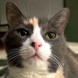 Meet your Posher, Allison